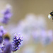 Lavender Bee by phil_sandford