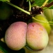 Dodgy Plums by nigelrogers