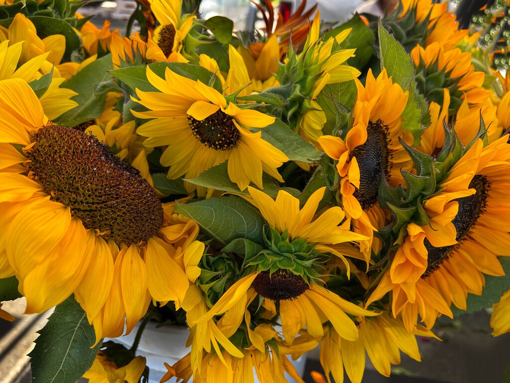 Buckets of Sunflowers by shutterbug49