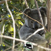 dispersion starts by koalagardens