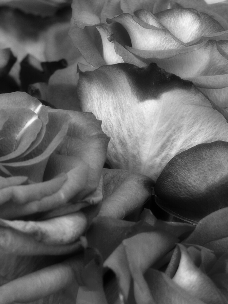 Rose petals 3... by marlboromaam