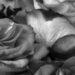 Rose petals 3... by marlboromaam