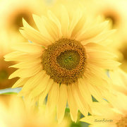 12th Jul 2022 - Sunflower 