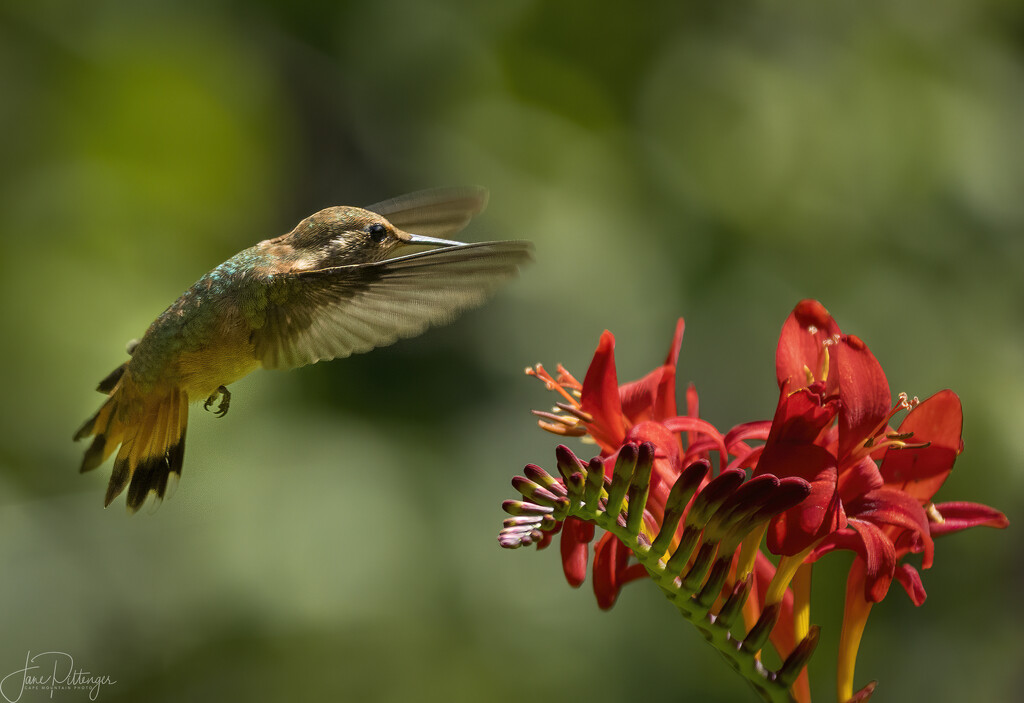 Hummer with Tail Spread  by jgpittenger