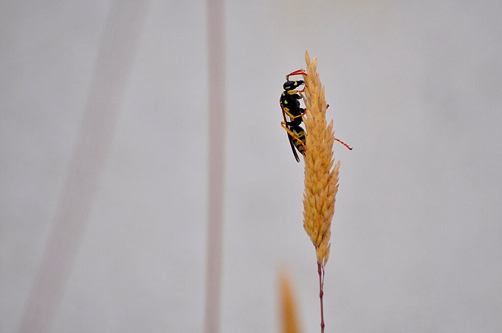minimalist wasp by antonios