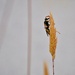 minimalist wasp by antonios