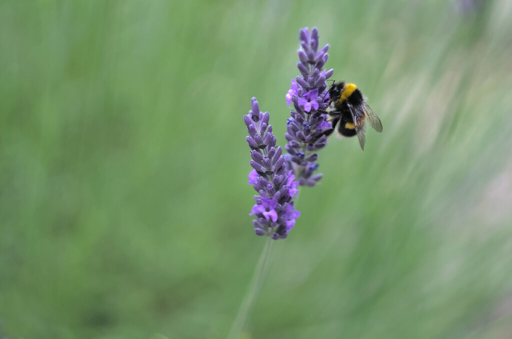 Lavender and Bee : Shot at f2, vintage Helios 58mm 44-2  by phil_howcroft