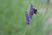 11th Jul 2022 - Lavender and Bee : Shot at f2, vintage Helios 58mm 44-2 