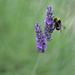 Lavender and Bee : Shot at f2, vintage Helios 58mm 44-2  by phil_howcroft