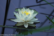 12th Jul 2022 - Water Lily