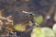 11th Jul 2022 - Dragonfly at the Pond