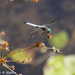 Dragonfly at the Pond by falcon11