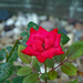 Simple rose by larrysphotos