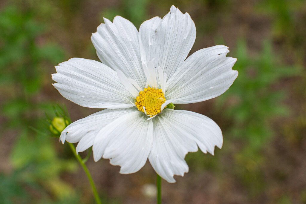 First white Cosmos by thewatersphotos
