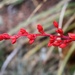 Red Yucca by sandlily