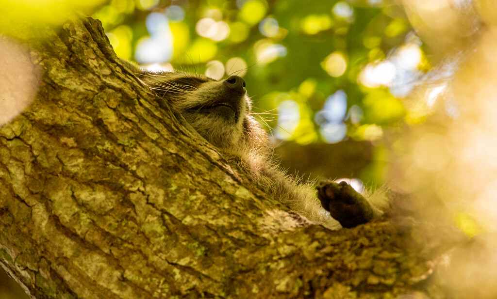 Sleepy Raccoon! by rickster549