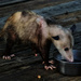 Possum update by eudora
