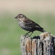 9th May 2022 - Re-winged Blackbird