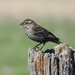 Re-winged Blackbird by sunnygreenwood