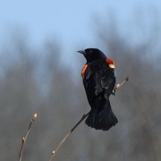 10th May 2022 - Red-winged Blackbird