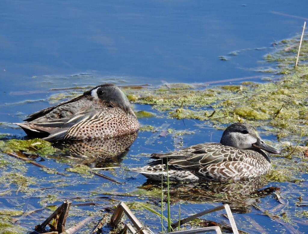 Blue-winged Teals by sunnygreenwood