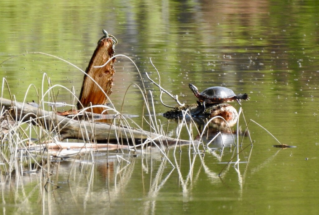 Painted Turtles ... by sunnygreenwood