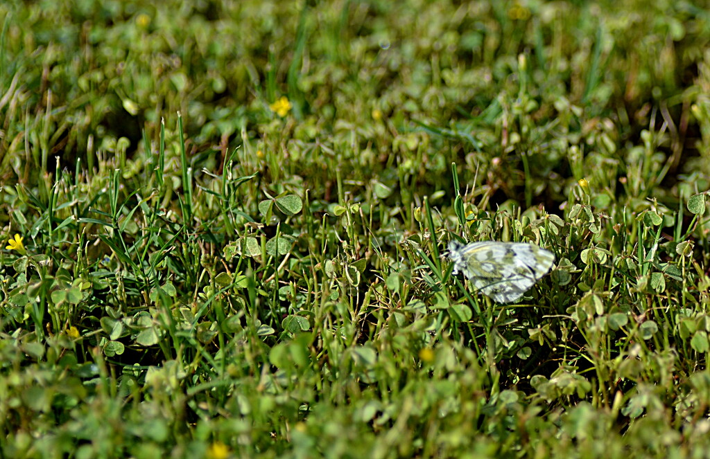 BUUTERFLY IN THE GRASS by sangwann