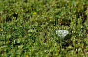 13th Jul 2022 - BUUTERFLY IN THE GRASS