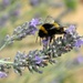 pollen gatherer by cam365pix