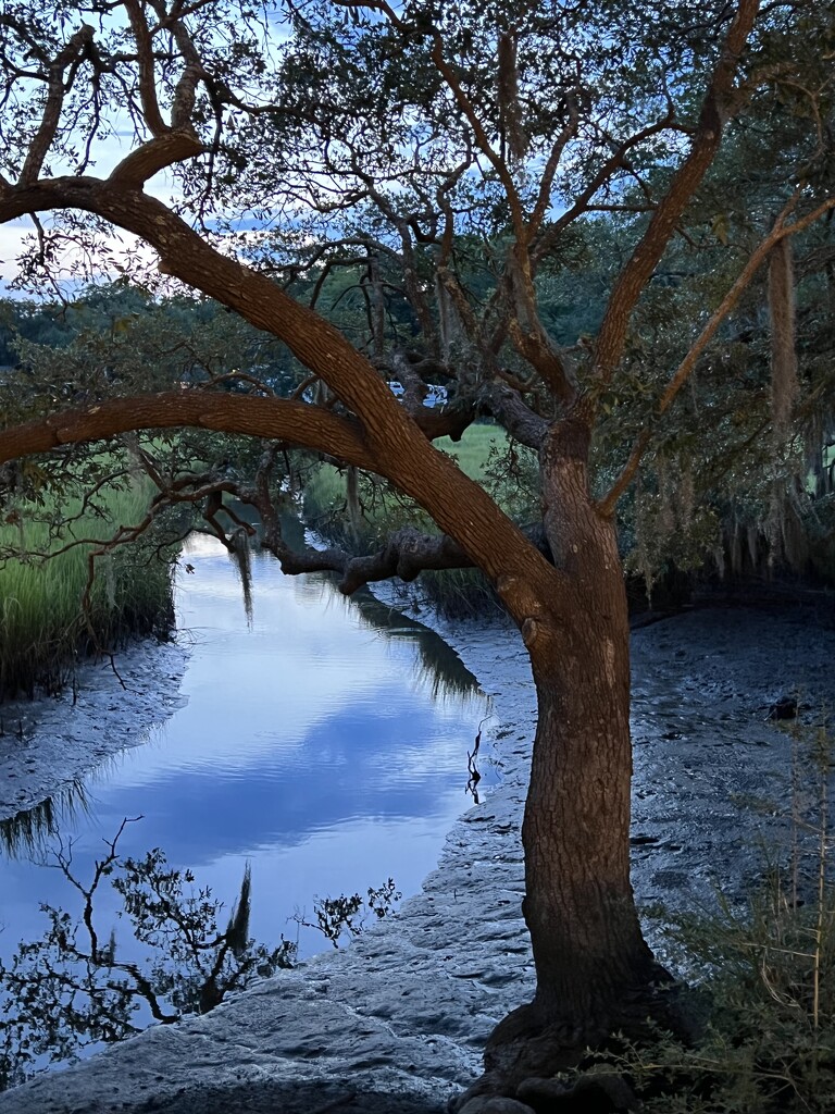 Early evening tidal creek and marsh by congaree