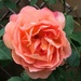 rose in may by cam365pix