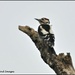 Woody Woodpecker by rosiekind