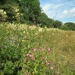 Meadow banks by 365projectorgjoworboys