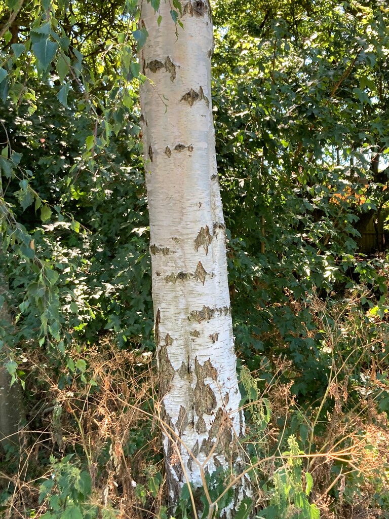 Patterns of pleasing, purifying silver birch by allsop