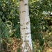 Patterns of pleasing, purifying silver birch by allsop