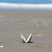 sea shell on the sea shore by cam365pix