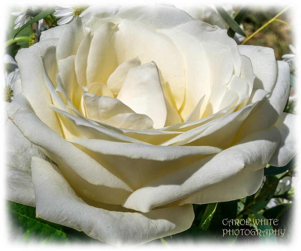 White Rose by carolmw