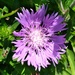 Fully Opened Aster by julie