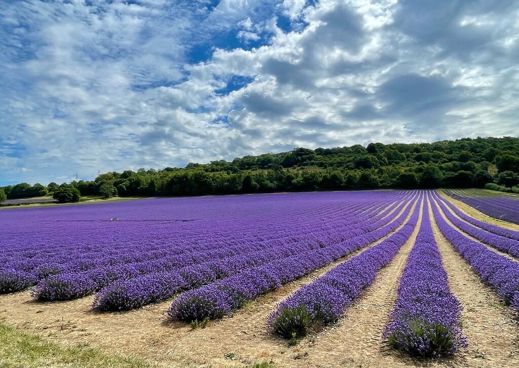 Lavender Fields  by jeremyccc