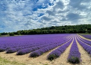 13th Jul 2022 - Lavender Fields 