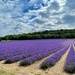 Lavender Fields  by jeremyccc