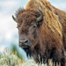 Hello Mr Bison! by photographycrazy