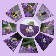 13th Jul 2022 - Bees and Bugs in the Lavender