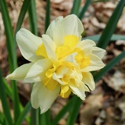17th May 2022 - Double Daff