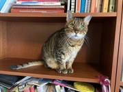 13th Jul 2022 - Bookshelf kitty