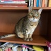 Bookshelf kitty by katriak