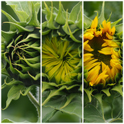 13th Jul 2022 - Three stages of sunflowers