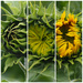 Three stages of sunflowers by jacqbb