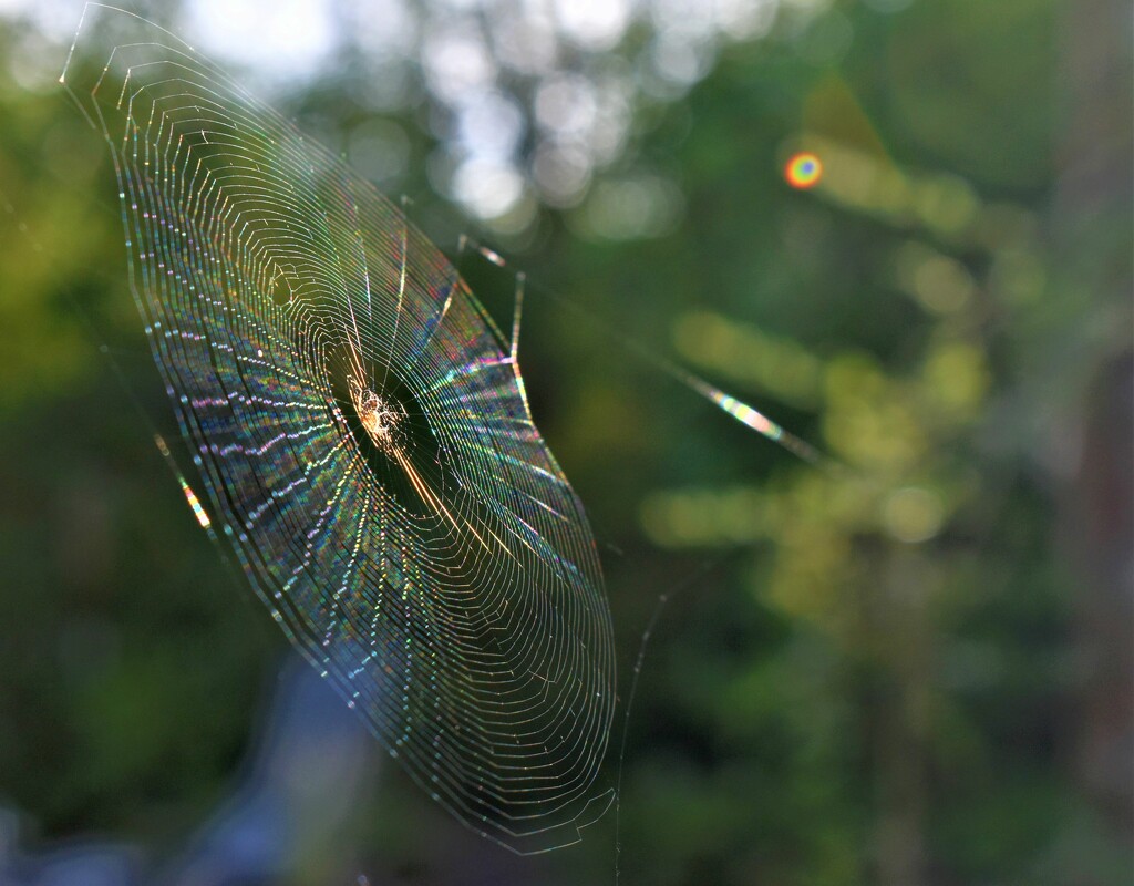 A very delicate web by anitaw