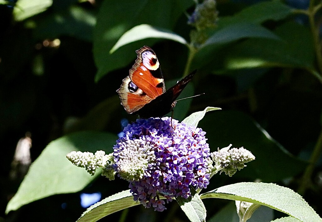 Peacock Butterfly  by carole_sandford